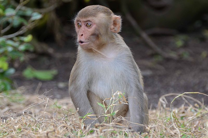 Illustration for article titled Monkeys Make The Same Bad Gambling Decisions That Humans Do